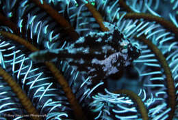 Image of Whitebar filefish