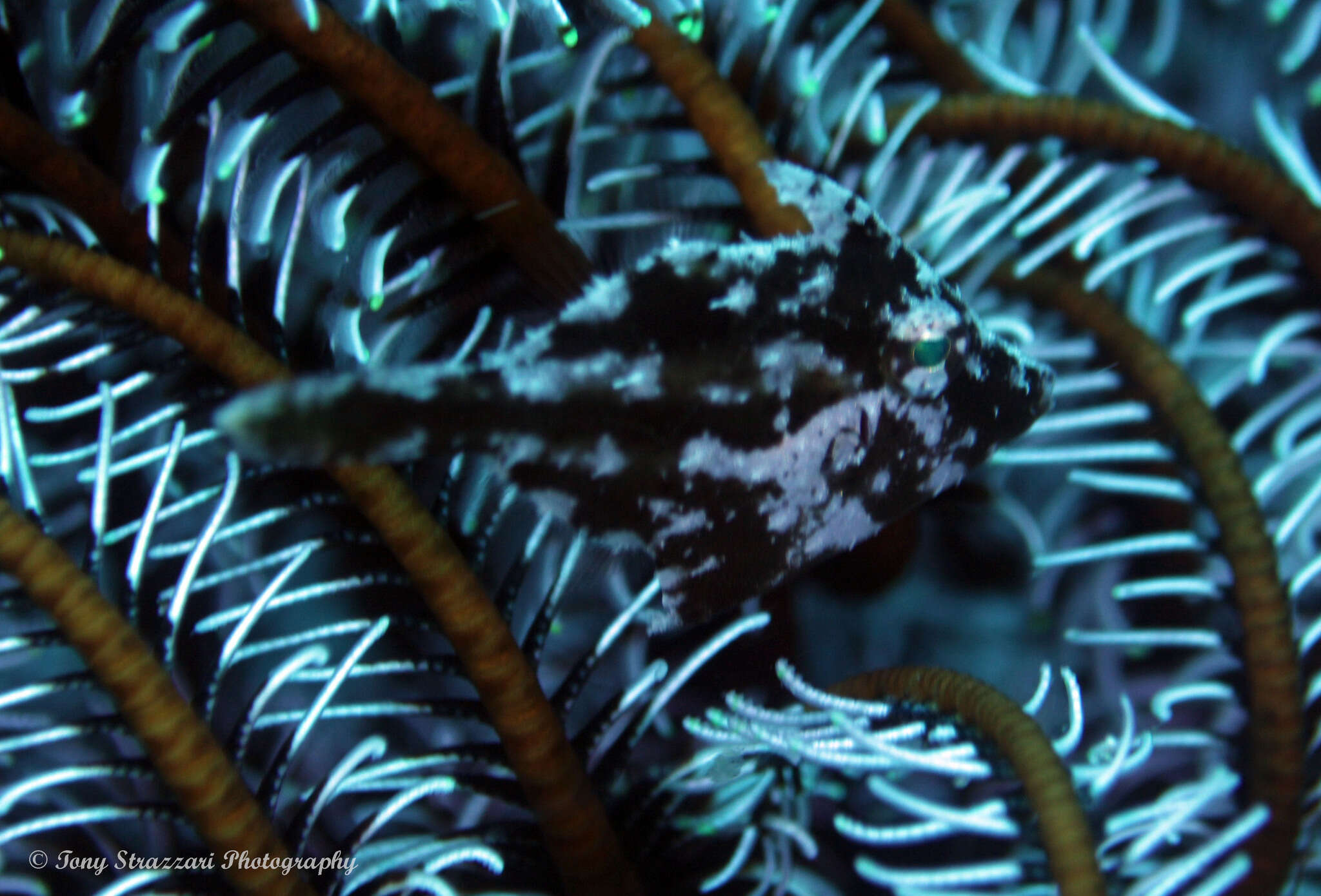 Image of Whitebar filefish