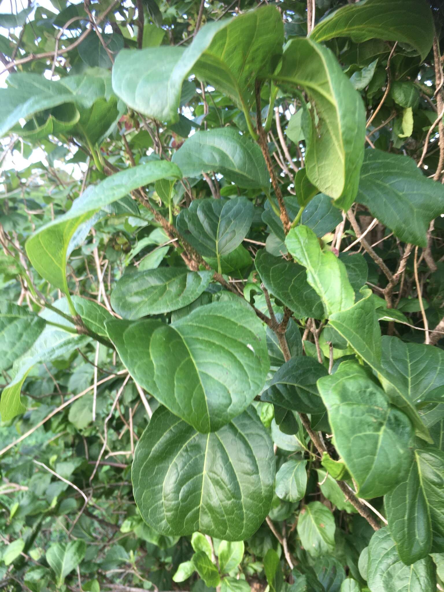 Sivun Karomia humbertii (Moldenke) R. Fern. kuva