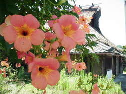 Image of Chinese Trumpet Vine