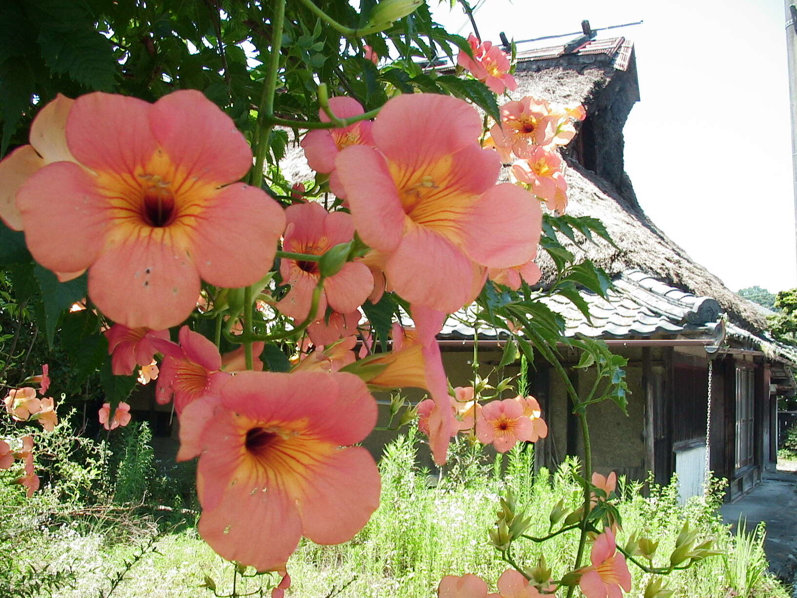 Image of Chinese Trumpet Vine