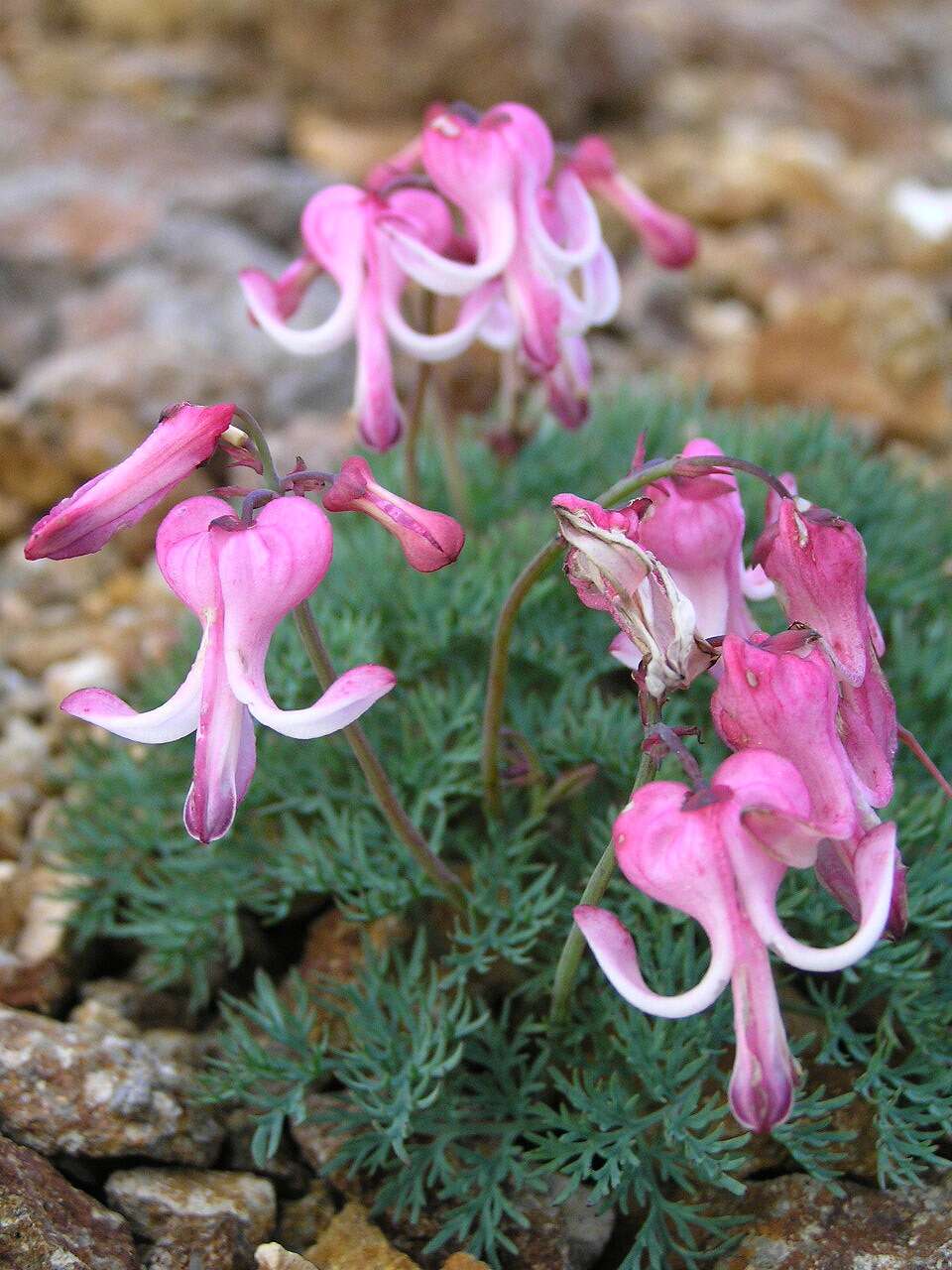 Image of Dicentra peregrina (Rudolph) Makino