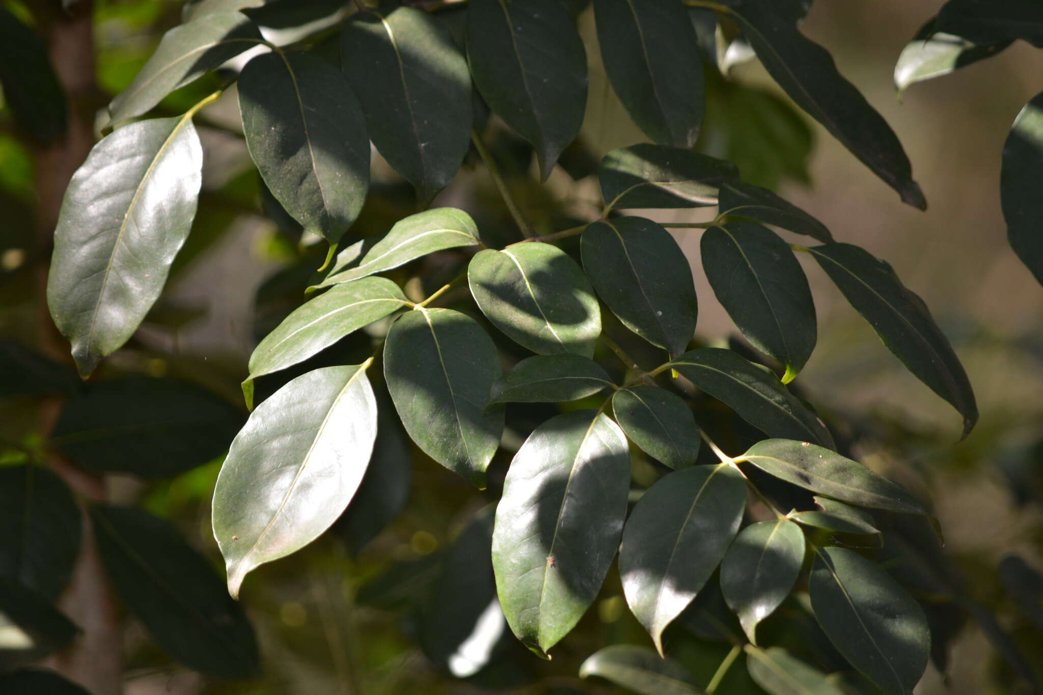 Image of Celery Wood