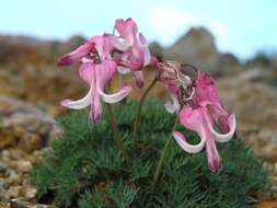 Image of Dicentra peregrina (Rudolph) Makino