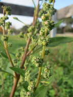 Imagem de Chenopodium album L.