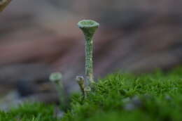 Image of cup lichen