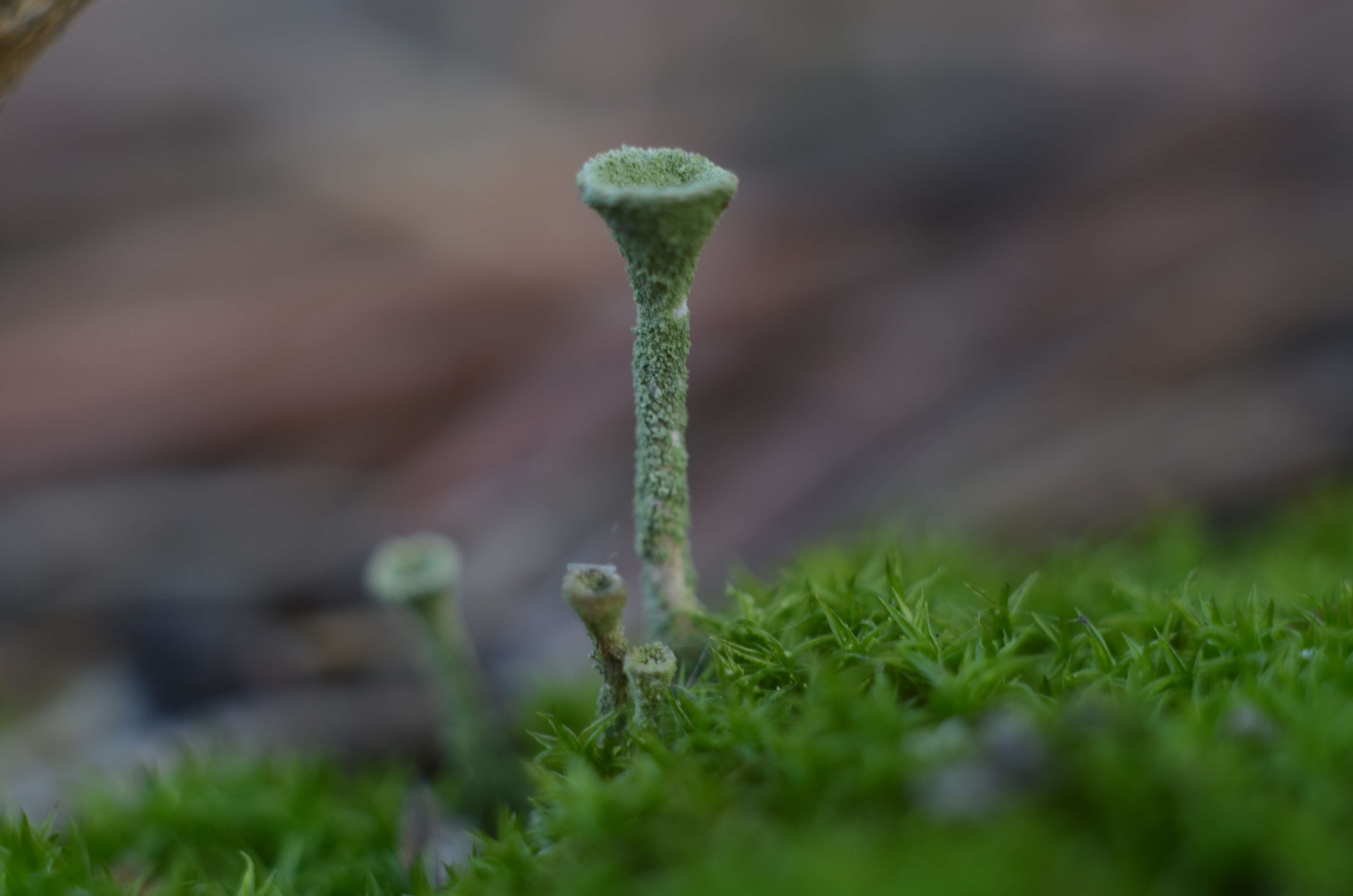 Image of cup lichen