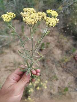 Image of Achillea submicrantha N. N. Tzvel.