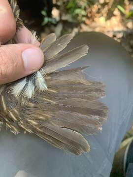 Image of Semicollared Puffbird