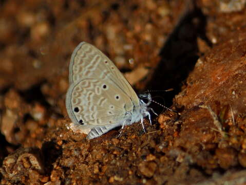 Image of Bright Babul Blue