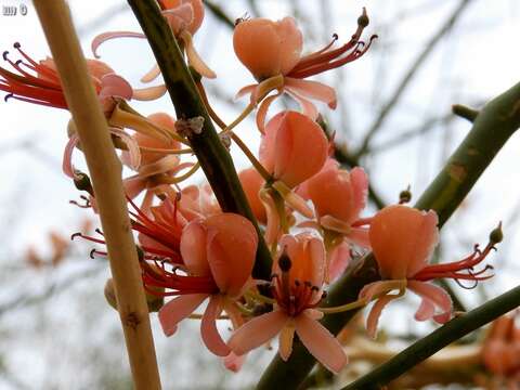 Image of Capparis decidua (Forsk.) Edgew.