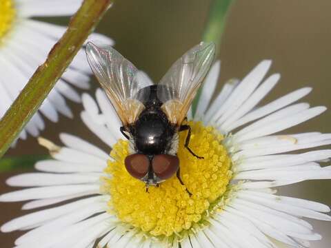 Elomya lateralis (Meigen 1824) resmi