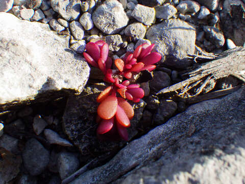 Image of tiny purslane