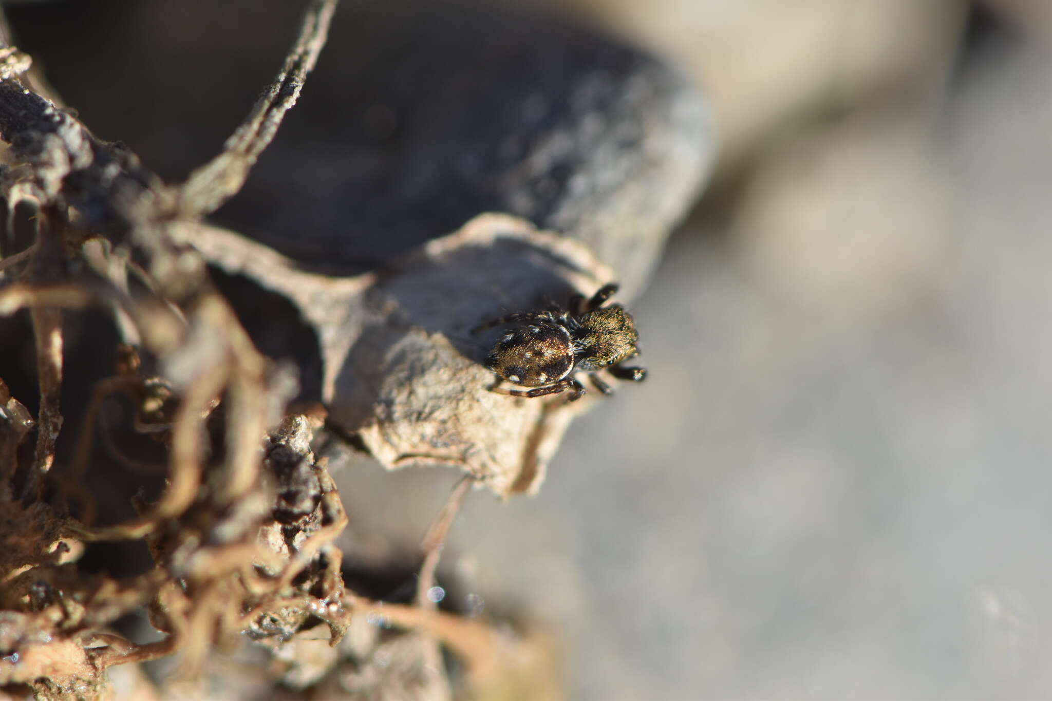 Image of Bianor albobimaculatus (Lucas 1846)