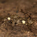 Image of Nyssodrysternum conspicillare (Erichson 1847)