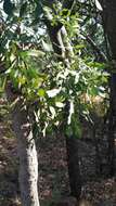 Image of Transvaal Cabbage Tree