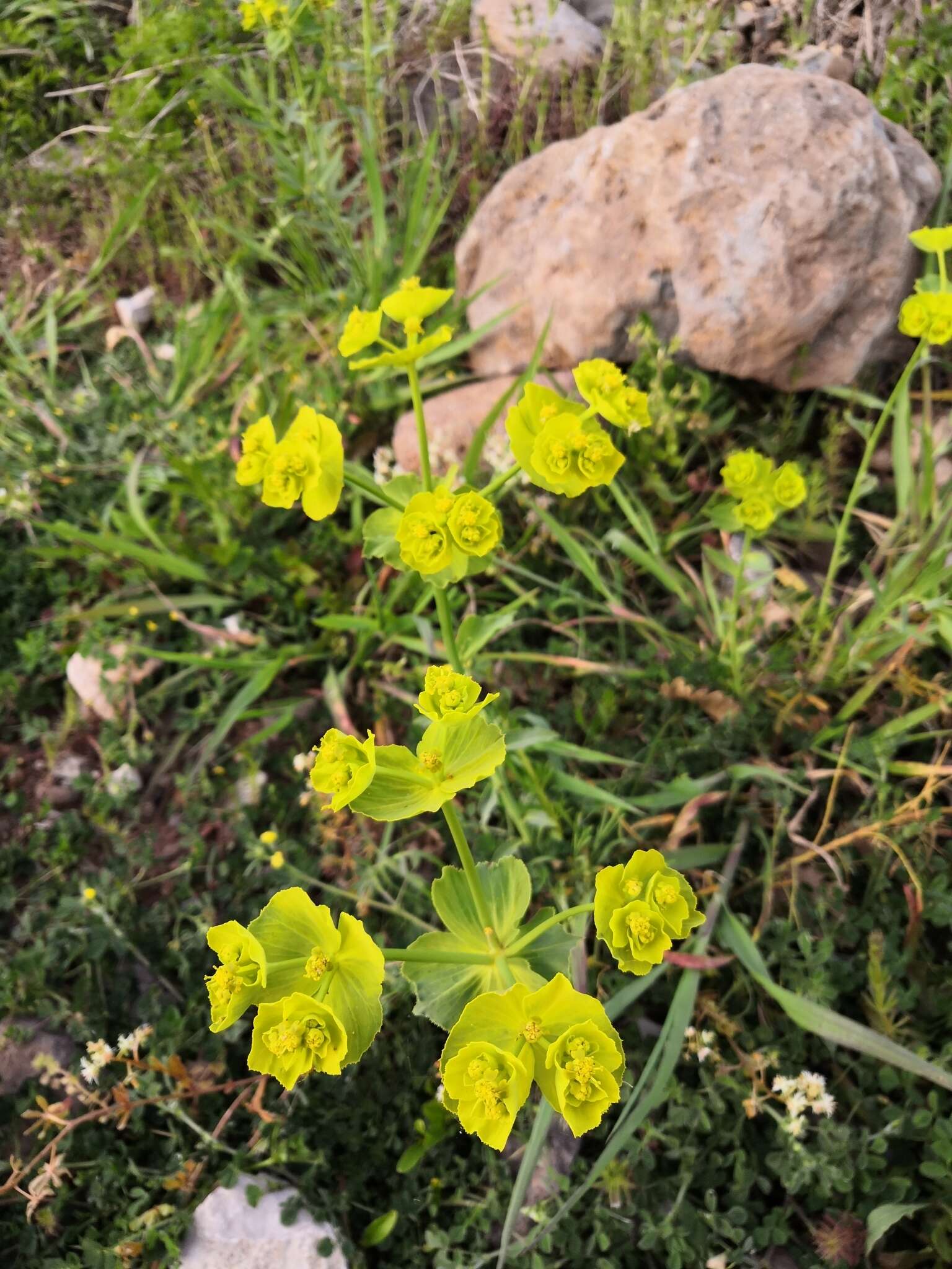 Image of serrate spurge