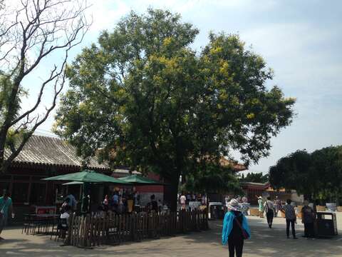 Image of Golden-rain tree