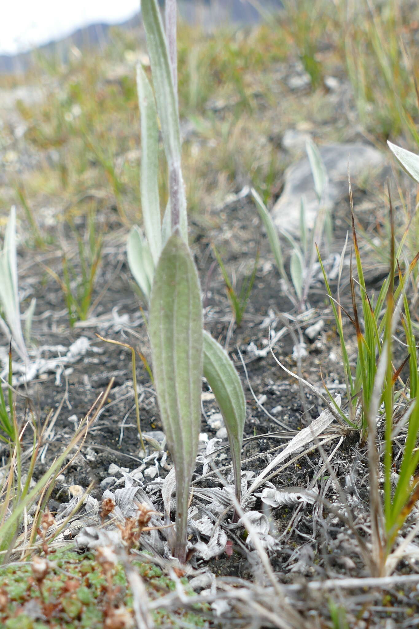 Plancia ëd Antennaria pulcherrima (Hook.) Greene