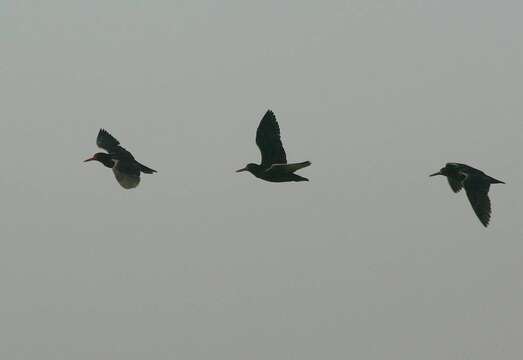 Image of African Black Oystercatcher