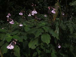 Image of Impatiens maculata Wight