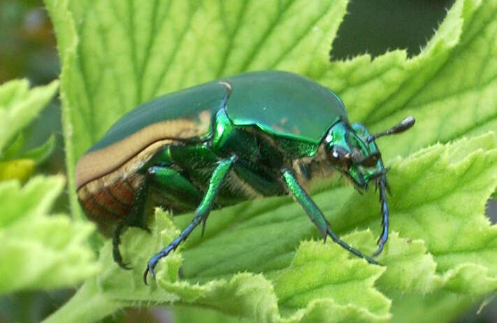 Image of figeater beetle