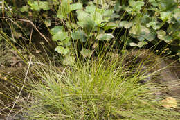 Image of Ryegrass sedge