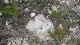 Image de Gerbera tomentosa DC.