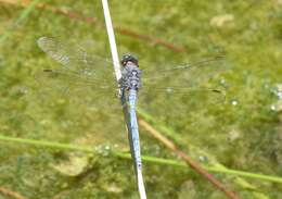 Image of Two-striped Skimmer