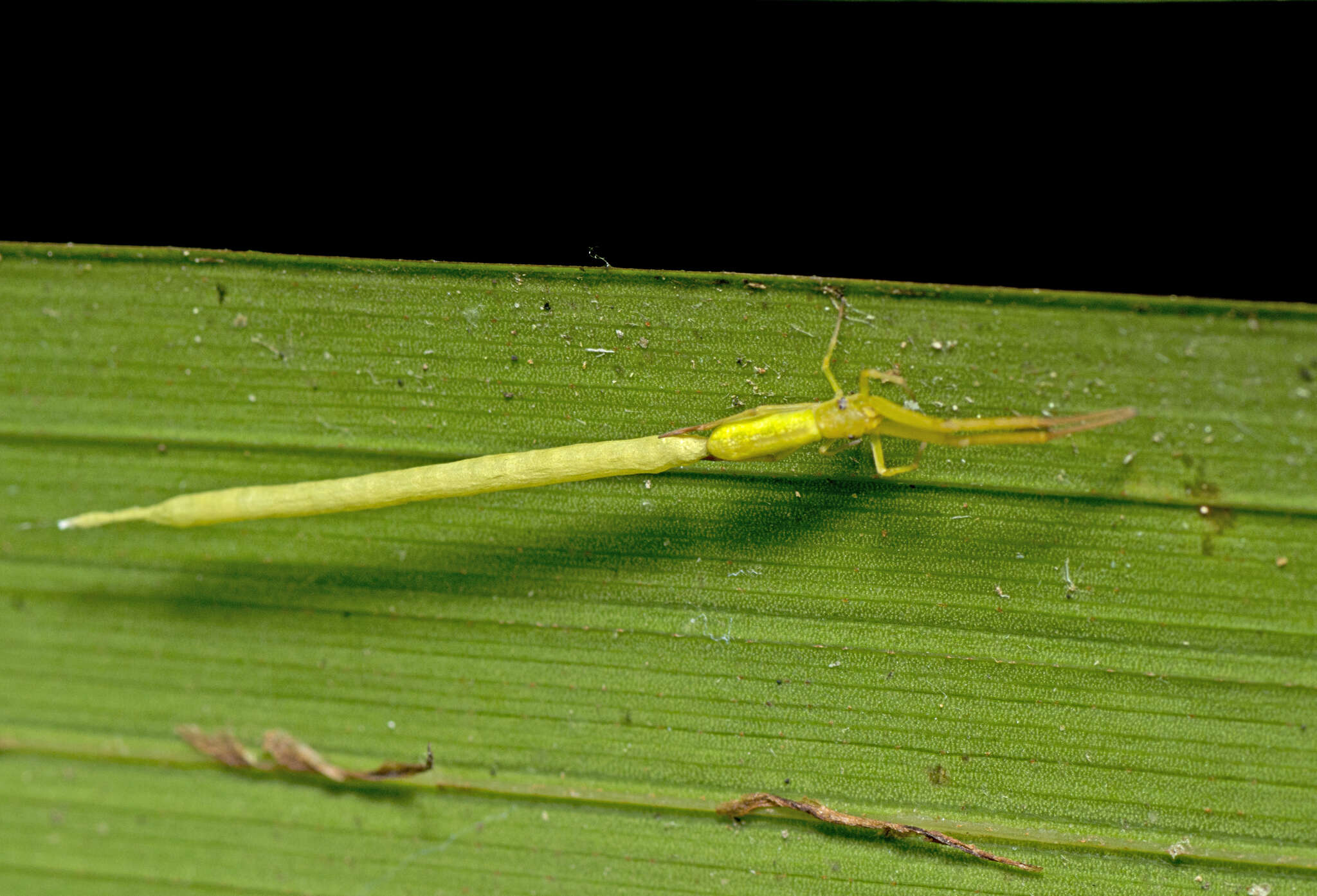 Image of Miagrammopes flavus (Wunderlich 1976)