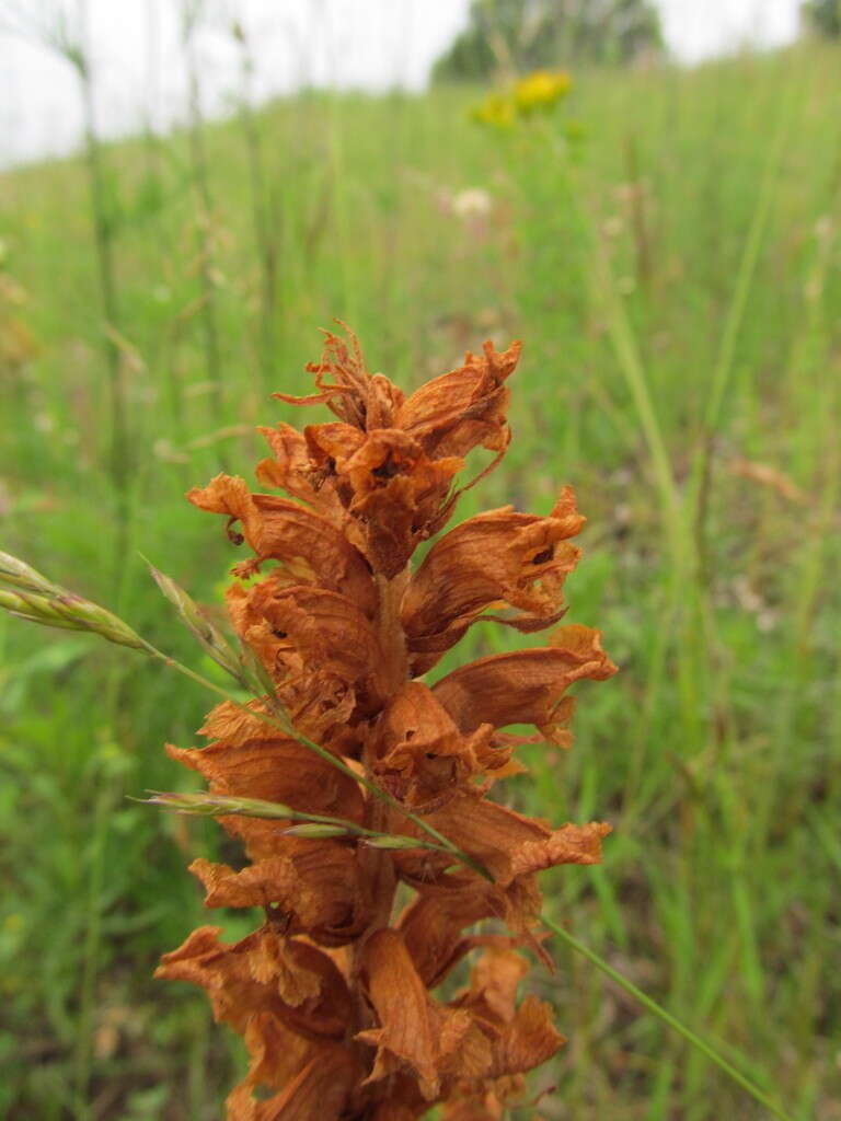 Imagem de Orobanche elatior Sutton