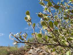 Слика од Cercocarpus montanus Raf.