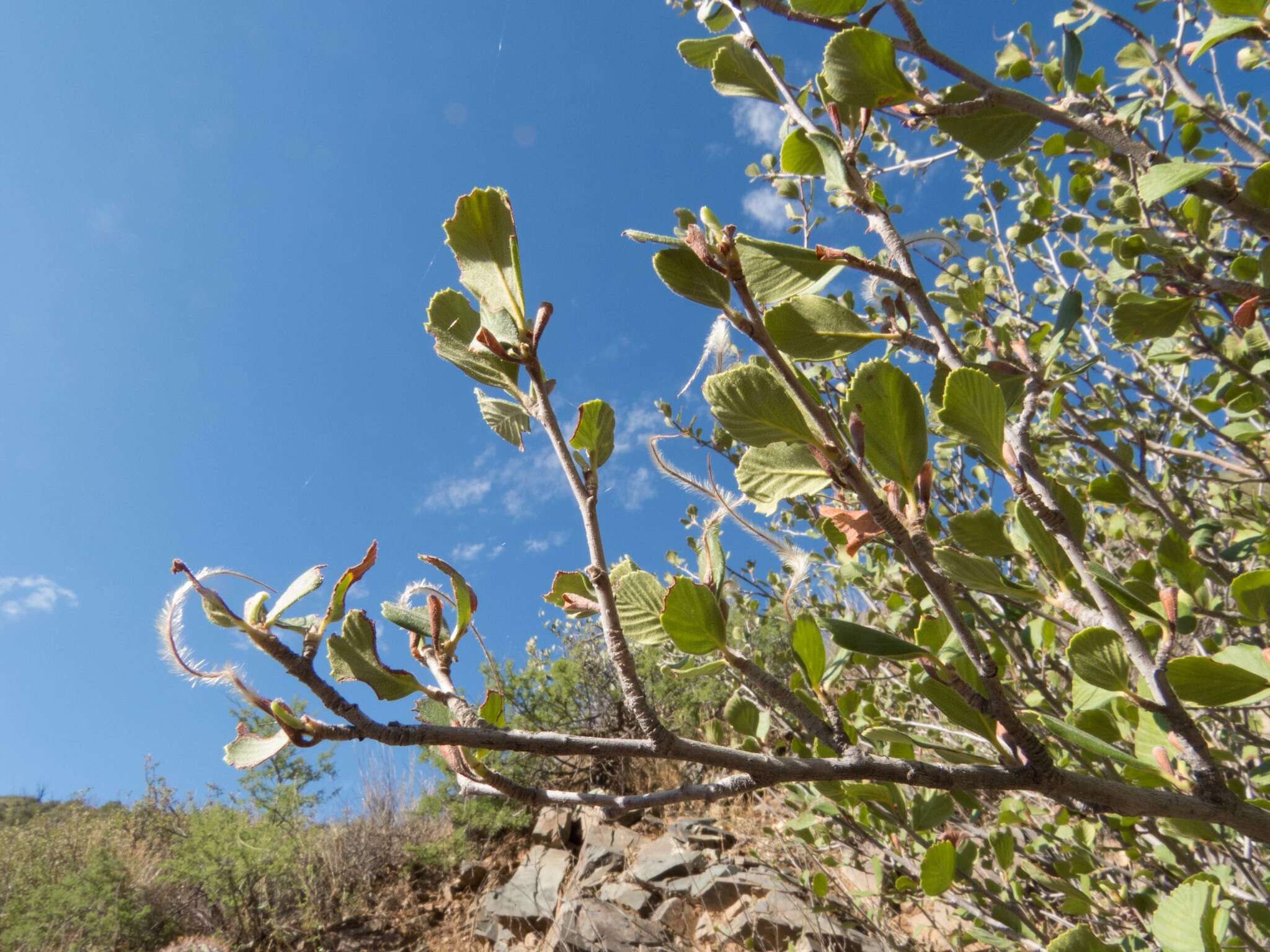 Слика од Cercocarpus montanus Raf.