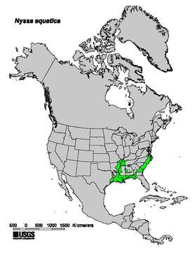 Image of tupelogum