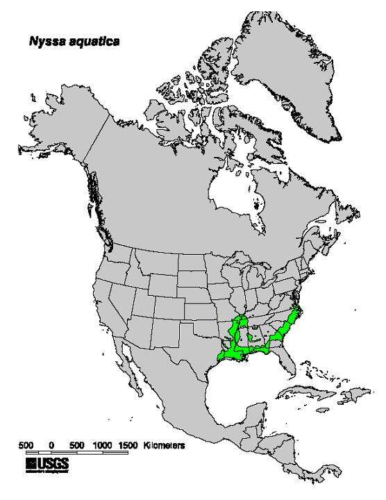 Image of tupelogum