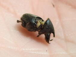 Image of Scooped Scarab