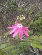 Image of Passiflora sublanceolata (Killip) J. M. Mac Dougal