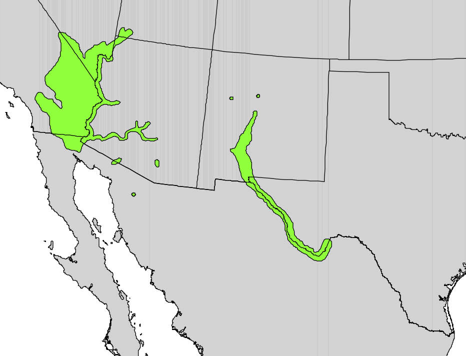 Image of screwbean mesquite