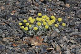 Image of Great Basin Desert buckwheat