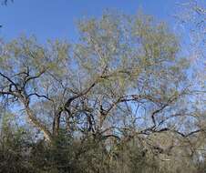 Image of honey mesquite