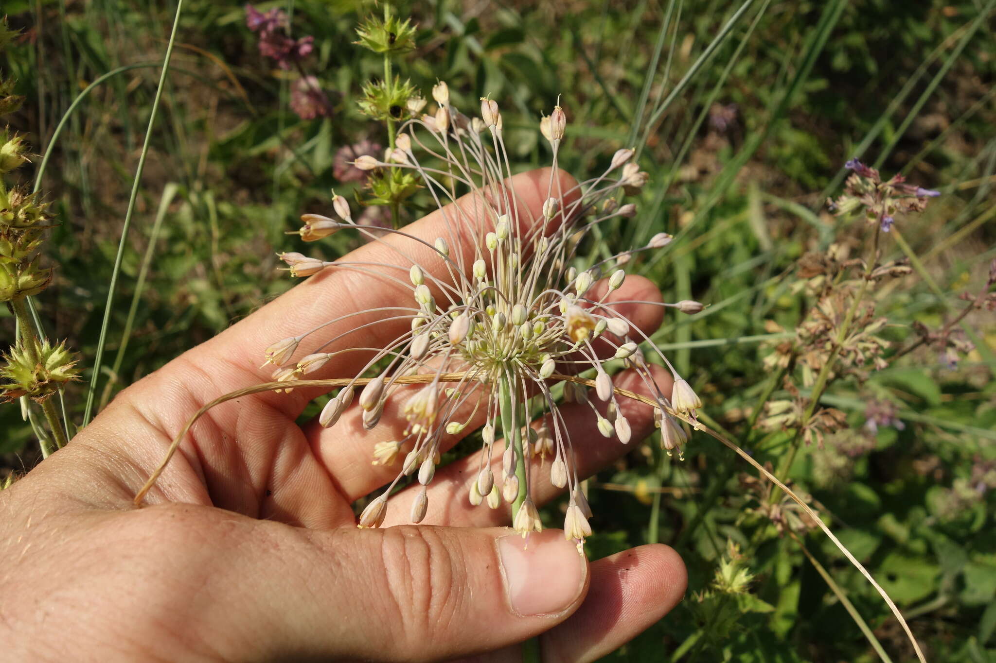 Image of Allium flavum subsp. tauricum (Besser ex Rchb.) K. Richt.