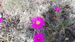 Image of Lampranthus stayneri (L. Bol.) N. E. Br.