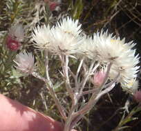 Image of Achyranthemum paniculatum