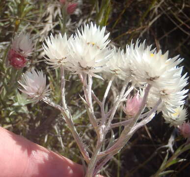 Image of Achyranthemum paniculatum