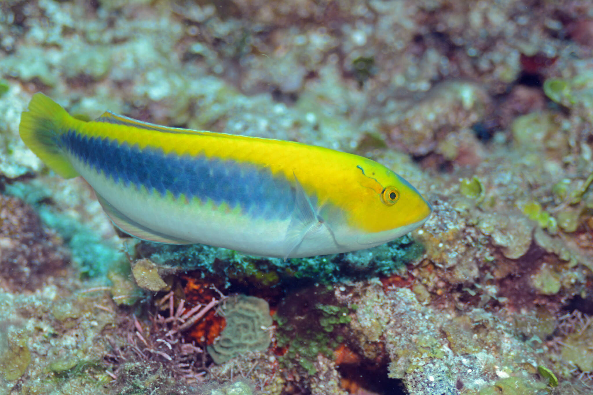 Sivun Halichoeres cyanocephalus (Bloch 1791) kuva