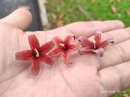 Image of hazel sterculia