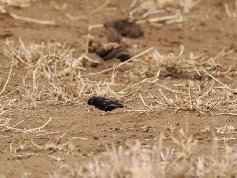 Image of Dusky Indigobird