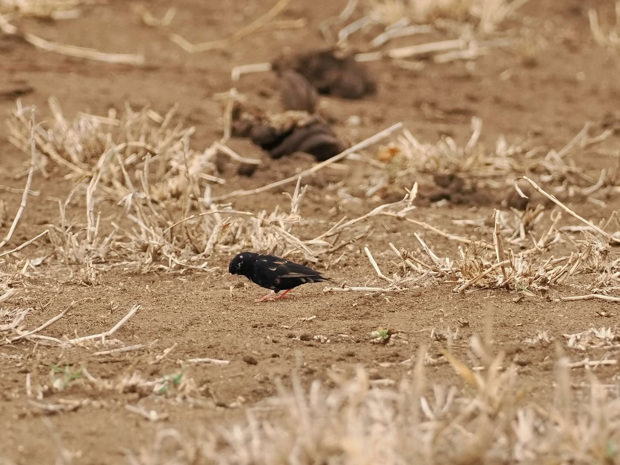 Image of Dusky Indigobird