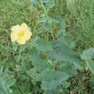 Image of Abutilon austroafricanum Hochr.