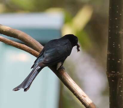 Image of Fork-tailed Drongo-Cuckoo